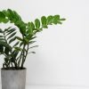 plants