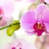 blog orchid
