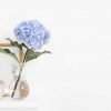 hortensia